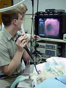 Endoscopy